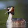 Le Grèbe huppé est très bruyant. Ici, on entend des **cris secs** puis un mélange de cris et de **chants ronflants**.