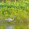 L'Aigrette garzette vit dans les **lacs marécageux, les rivières et lagunes peu profondes**.