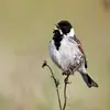 Son nom scientifique est '**Emberiza schoeniclus**', de la famille des Emberizidés (ordre des Passériformes)