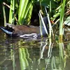 The Common Moorhen is very **shy**.