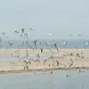 De octubre a abril, se las encuentra con las **colonias de gaviotas** en los muelles de los puertos, los puentes, en los estanques de jardines… (a menudo juveniles).