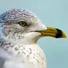 Existen aún otras especies... ¡La observación de las gaviotas es una oportunidad para desarrollar un ojo experto!