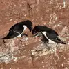 Il niche **en couple isolé** ou en **colonie lâche** (contrairement au Guillemot de Troïl qui forme de denses rassemblements).