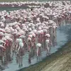Le Flamant rose vit dans les **eaux salées et saumâtres peu profondes** (lagunes, étangs littoraux, deltas).
