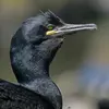 No confundir con el **Cormorán Moñudo** que tiene la **parte frontal de la cresta abombada** con un pequeño penacho y el pico más fino.