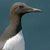 Le Guillemot de Troïl a le bec **long, mince et pointu**.
