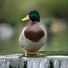 Le Canard colvert est **peu farouche**. On le rencontre facilement sur les plans d'eau des **jardins publics**.