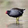 The Common Moorhen can live for about **15 years**.