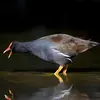 The Common Moorhen has a **varied repertoire of calls**.