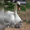 El cisne vulgar instala su **nido en el suelo** o **a poca profundidad**.