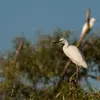 L'Aigrette garzette **niche en colonie**.