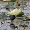 The Common Coot is **aquatic** and occupies **natural or artificial inland waters** such as **ponds, lakes** often rich in vegetation.