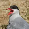 Les cris de la Sterne arctique sont **variés** et **ressemblent à ceux de la Sterne pierregarin**.
