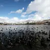 In the **non-breeding season**, coots **gather** on large bodies of water.
