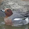 In the Eurasian Wigeon, the **male** emits a **glissando whistle** "vii-ou" in all seasons.
