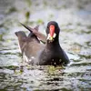 The Common Moorhen is **omnivorous**.