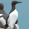 Le Guillemot de Troïl est **plus grand que le macareux moine**.