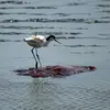 On trouve l'Avocette élégante près des **lacs salins et des eaux peu profondes, salées ou saumâtres** avec des **bancs de sable**.