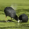 The Common Coot searches for food preferably in **shallow waters rich in vegetation**.