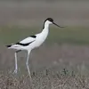 L'Avocette élégante est **un peu plus grande que l'Huîtrier-pie** avec une silhouette **fine et élégante**.