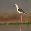 L'Échasse blanche est **un peu plus petite que l'avocette élégante**, mais elle a des **pattes beaucoup plus longues**.