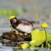 Le nid est fabriqué sur un **radeau de végétation**. Le couple le **charge régulièrement** pour garder les **oeufs hors de l'eau**.