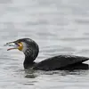 El Cormorán Grande es **piscívoro**. Come principalmente peces e invertebrados acuáticos.