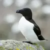 Le Pingouin torda est **légèrement plus petit que le guillemot des Troïl**.