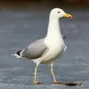 También se parece a la **gaviota cáspica**. Pero esta última tiene una silueta **más erguida, el pecho abombado** y **patas largas**.