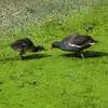 The Common Moorhen is a **common species** found on **small lakes, ponds, pools**, and streams with **dense vegetation**.