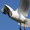 La gaviota reidora necesita **2 años** para tener su **plumaje adulto**.
