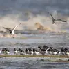L'Huîtrier-pie est un **oiseau de rivage**. On le trouve le long des **plages et estuaires**, mais aussi dans les **prairies et lagunes intérieures** depuis quelques années.