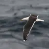 En cuanto a la **gaviota tridáctila**, es la más grande de las gaviotas y se nota por el dorso **gris oscuro casi negro**, su **pico muy fuerte**, y sus patas rosadas.