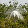 La **Grande Aigrette** est très reconnaissable lors de ses **parades nuptiales** où elle exhibe de **très grandes plumes** déployées comme de **grands éventails**.