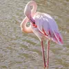 Pour séduire, le Flamant rose peut aussi se "maquiller". En enduisant ses plumes de la graisse qu'il produit, il dépose un pigment, le carotène. Ainsi, ceux qui se maquillent le plus seront **plus colorés** donc seront  **choisis en premier**.