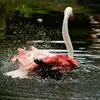 Plus rarement, quand la profondeur de l’eau le permet, le flamant rose **peut plonger partiellement pour filtrer l’eau**, ne laissant **dépasser que son arrière-train**, et battant des pattes pour maintenir cette position qui rappelle les **canards de surface**.