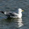 La gaviota cana es un poco más grande que una **Gaviota reidora**. Y mucho más pequeña que la **Gaviota argéntea**.