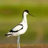 L'Avocette élégante est **vive et nerveuse**. Elle **tend son long** cou lorsqu'elle est **dérangée** (comme pendant la nidification).