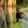 Le grèbe castagneux est le **plus petit des grèbes**. Il est **deux fois plus petit** que le **Grèbe huppé**.