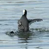 The **weaker coot** ends up **on its back** or **held underwater**, sometimes escaping by swimming underwater or fleeing noisily.