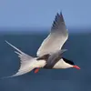 Son vol est **léger et élégant** avec des **coups d'ailes souples**. C'est pour cela qu'on appelle couramment les sternes, **"hirondelles de mer"**.