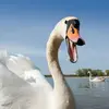 El cisne vulgar emite **gritos soplados** "woarh-woarh".