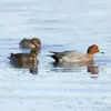 The **feeding habits** of the Eurasian Wigeon **vary** depending on the areas frequented. It can **filter** food.