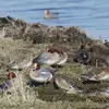 The Eurasian Wigeon is **often in groups**.