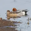 For **nesting**, the Eurasian Wigeon **is no longer gregarious**.