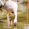 Le Flamant rose se nourrit d'**invertébrés et de végétaux aquatiques**.