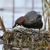 Son **nid**, comme chez tous les grèbes est fait de **roseaux et branches fines**, souvent **flottant dans la végétation**.
