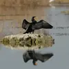 El Cormorán Grande a menudo se **pone de pie con las alas extendidas** para secar sus plumas e impresionar a los depredadores.