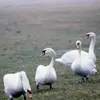 El cisne vulgar es **pesado**. **Se tambalea** al caminar.