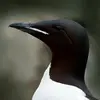 On peut le confondre avec le **Guillemot de Brünnich** mais celui-ci a un **bec plus court et plus fort**, avec **un peu de blanc** et le plumage **noirâtre**.